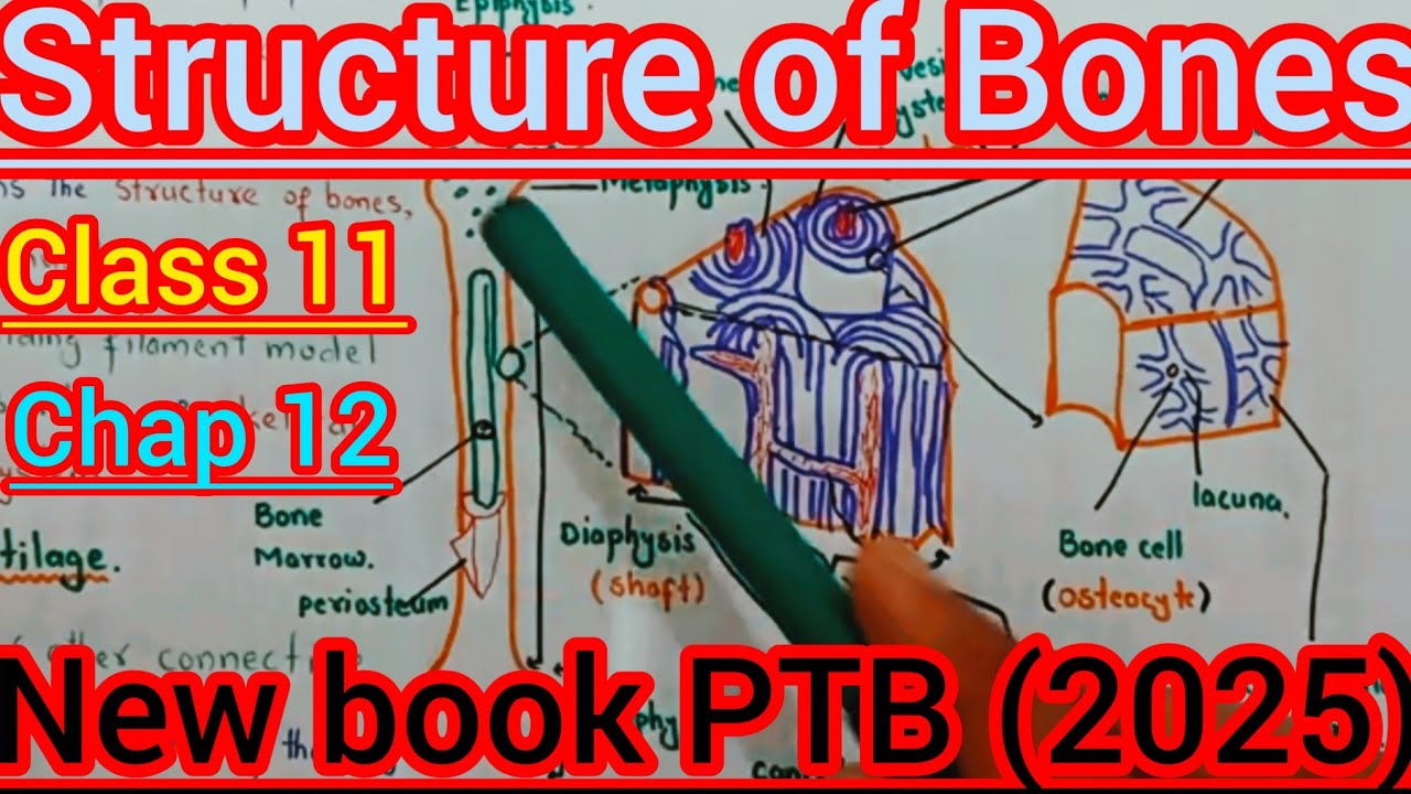 Support & Movement Made Easy | Bones, Cartilage & Bone Cells | 1st Year Biology 2025