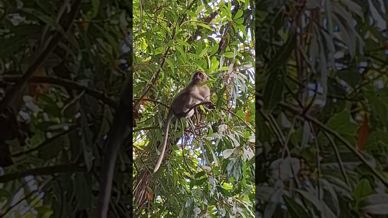 Amazing and Playful Monkey  #shortvideo  #infraordersimiformes #simians #primate #wildlife  #animal