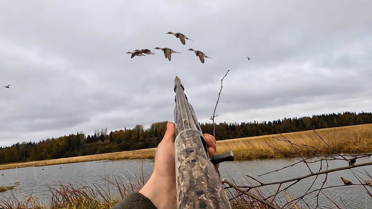 DUCK HUNTING Alaska | Tons Of Pintails (Bear Encounter)
