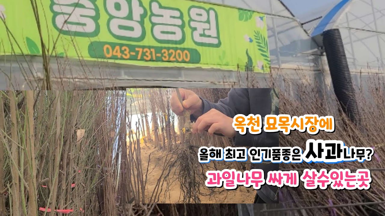 옥천묘목시장에 최고 인기 과일나무 10가지 가격과 종류 총정리~ 텃밭초보 유실수 고르는 방법                           택배주문은 043 731 3200