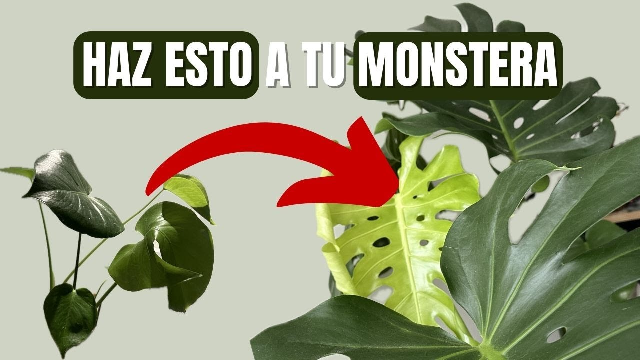 SUSTRATO para MONSTERA DELICIOSA 🍀 LA MEJOR COMPOSICIÓN
