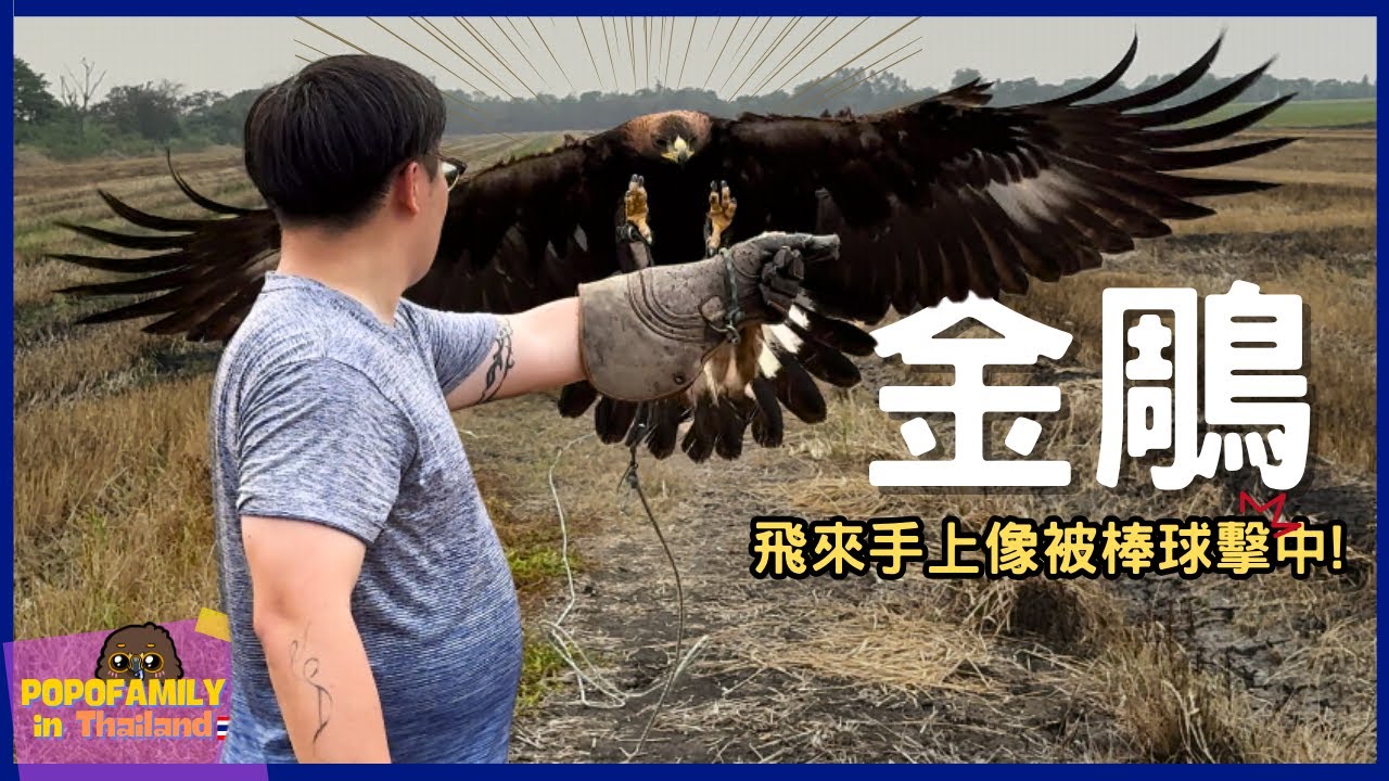 金鵰訓練！超大猛禽跟你想的不一樣？居然比波波還調皮 | 波氏家族 popofamily