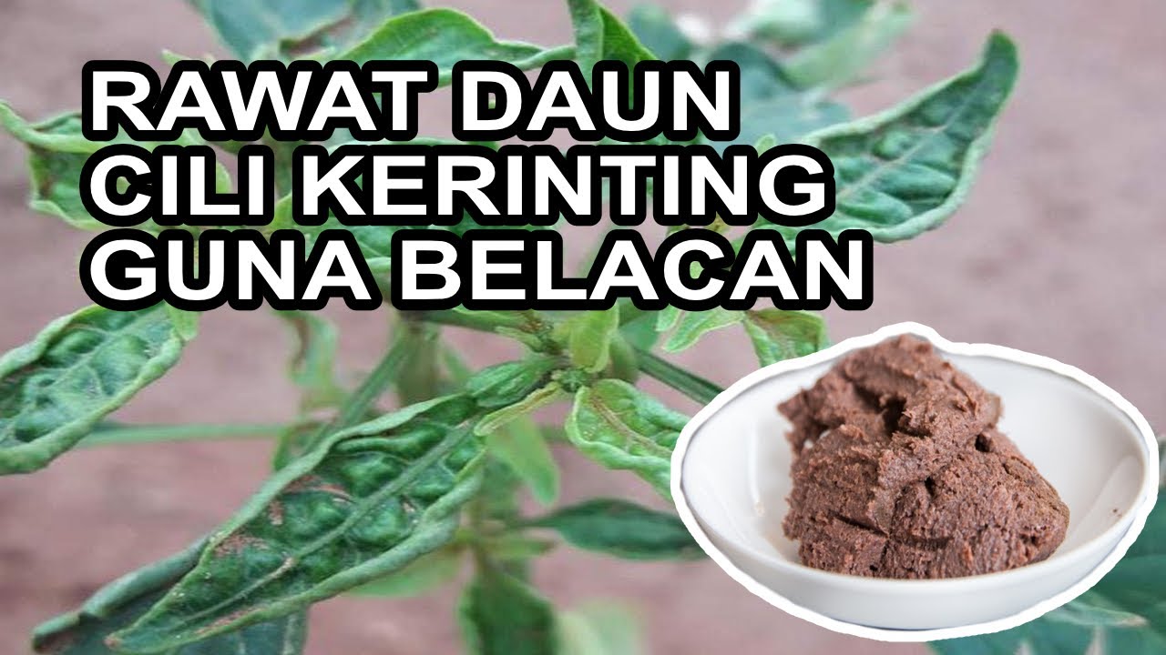 Cara Buat Baja Organik Guna Belacan/Terasi Supaya Pokok Cili Subur