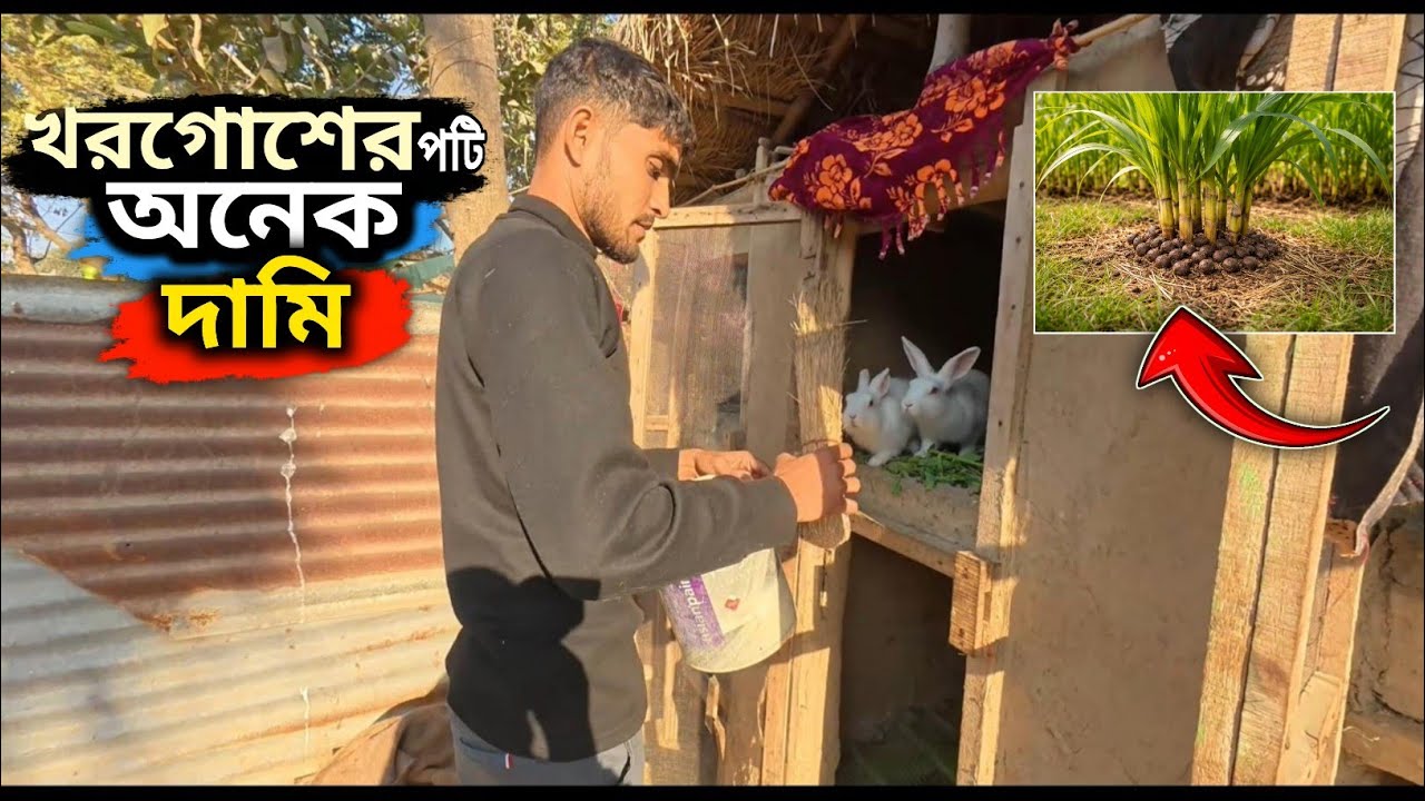 আজ থেকে খরগোশের পটি না ফেলে এ ভাবে কাজে লাগান ! ☺️