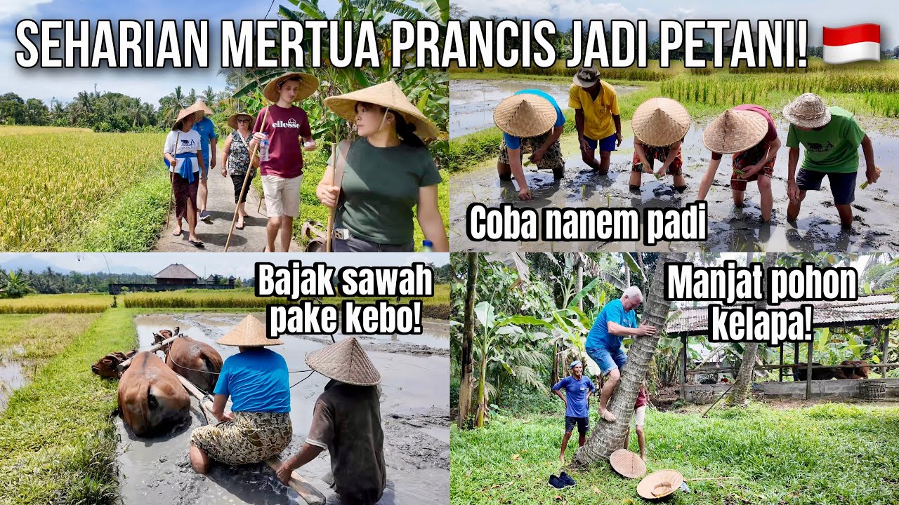 MERTUA PRANCIS COBA JADI PETANI! BAJAK SAWAH PAKAI KERBAU & PANJAT POHON⁉️