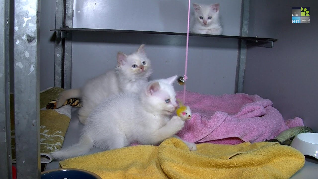 DIER EN VRIEND TV -  S.6 Pilot