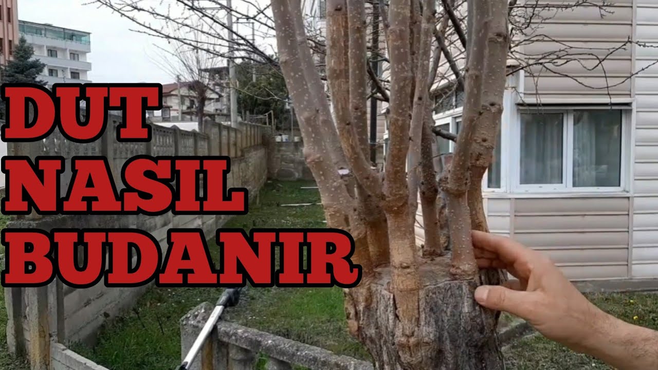 DUT AŞISI İLK YIL BUDAMASI