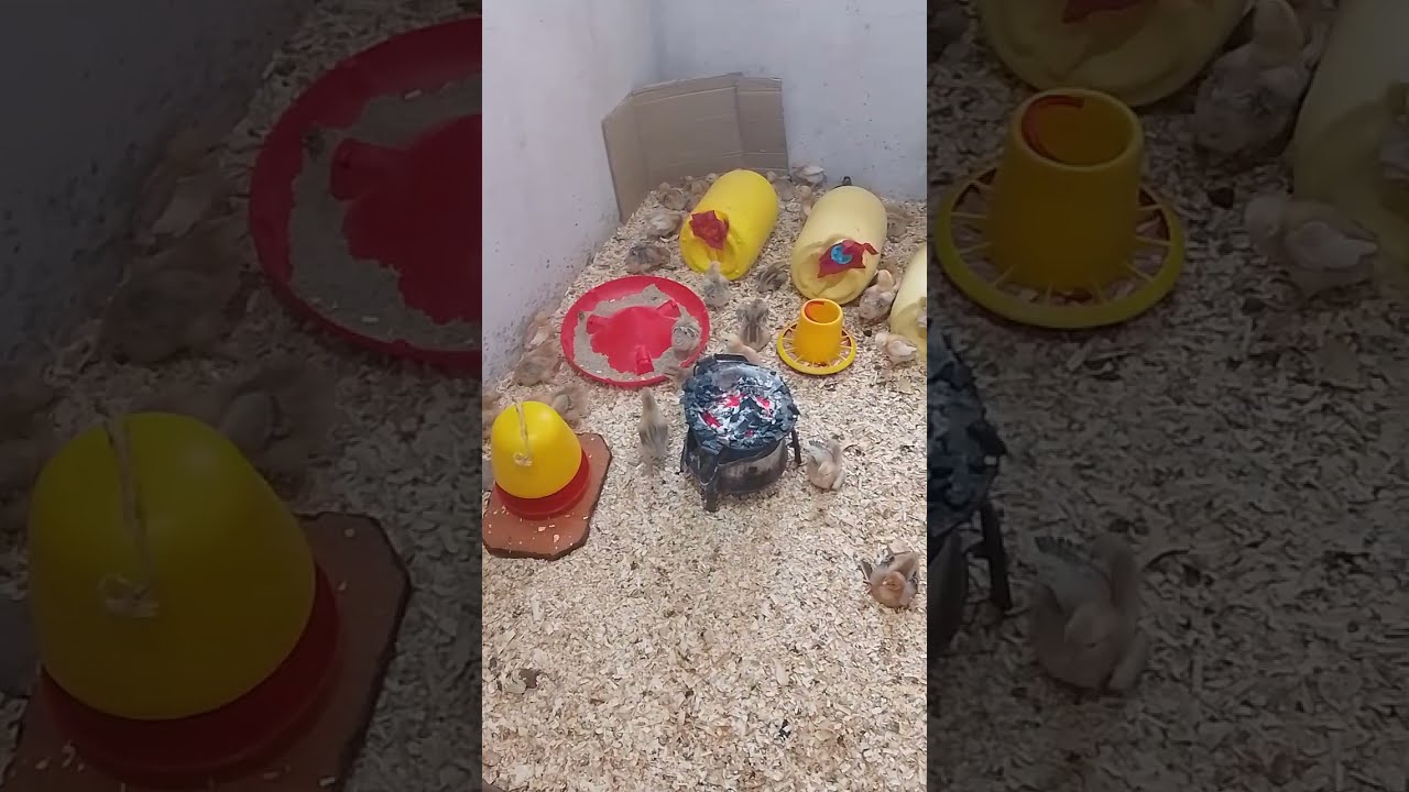Makosa wanayofanya wakulima wanaoanza kufuga kuku