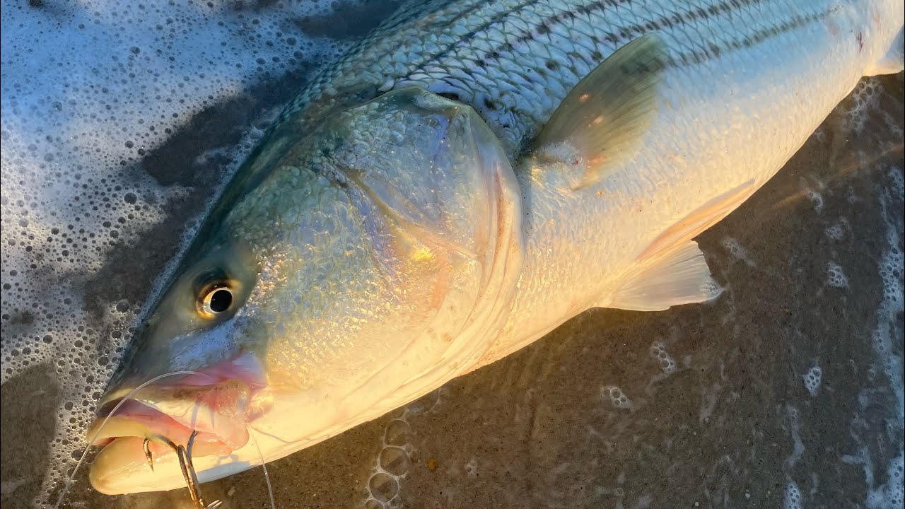 First NJ Surf Fishing Mission For BIG STRIPERS Fall 2023!!