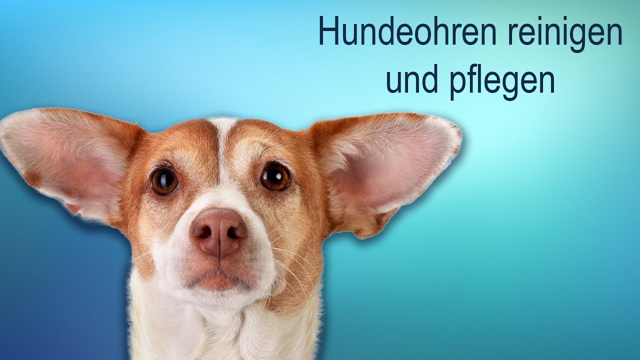 Hundeohren reinigen und pflegen - Tipps & Tricks vom Tierarzt