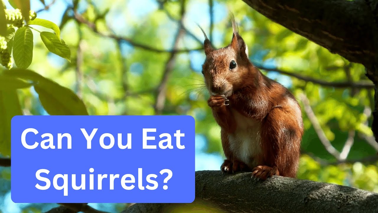 Can You Eat Squirrel from Your Backyard?