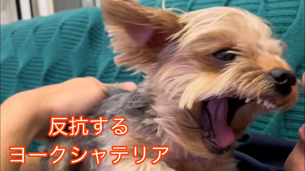 〔反抗期〕ヨーキーミント3歳♀絶賛只今反抗期！