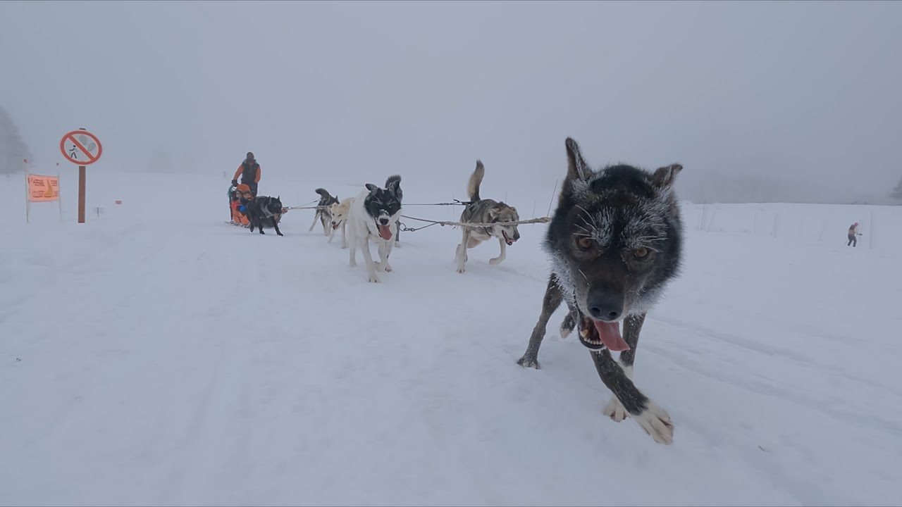 Chiens de traineau, plateau de l'Arselle (Chamrousse)