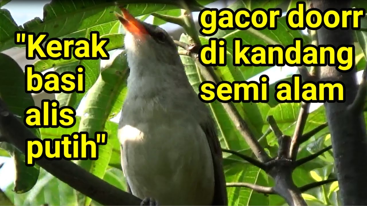 KERAK BASI gacor di kandang semi alam aviary Merah Putih