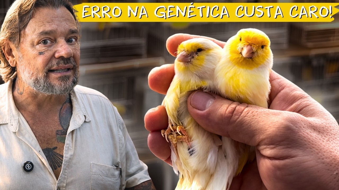 CANÁRIO INTENSO OU NEVADO? A DIFERENÇA QUE MUDA TUDO 🟡⚪