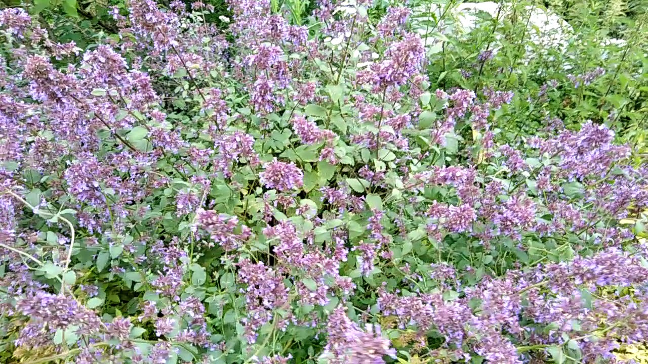 Trzmiele, czy znasz je.