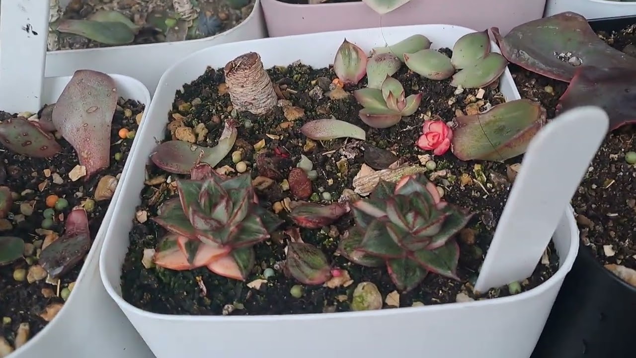 Sukulent ve Aeonium kaç dereceye kadar dayanır #ytdayibenionecikarnolur 