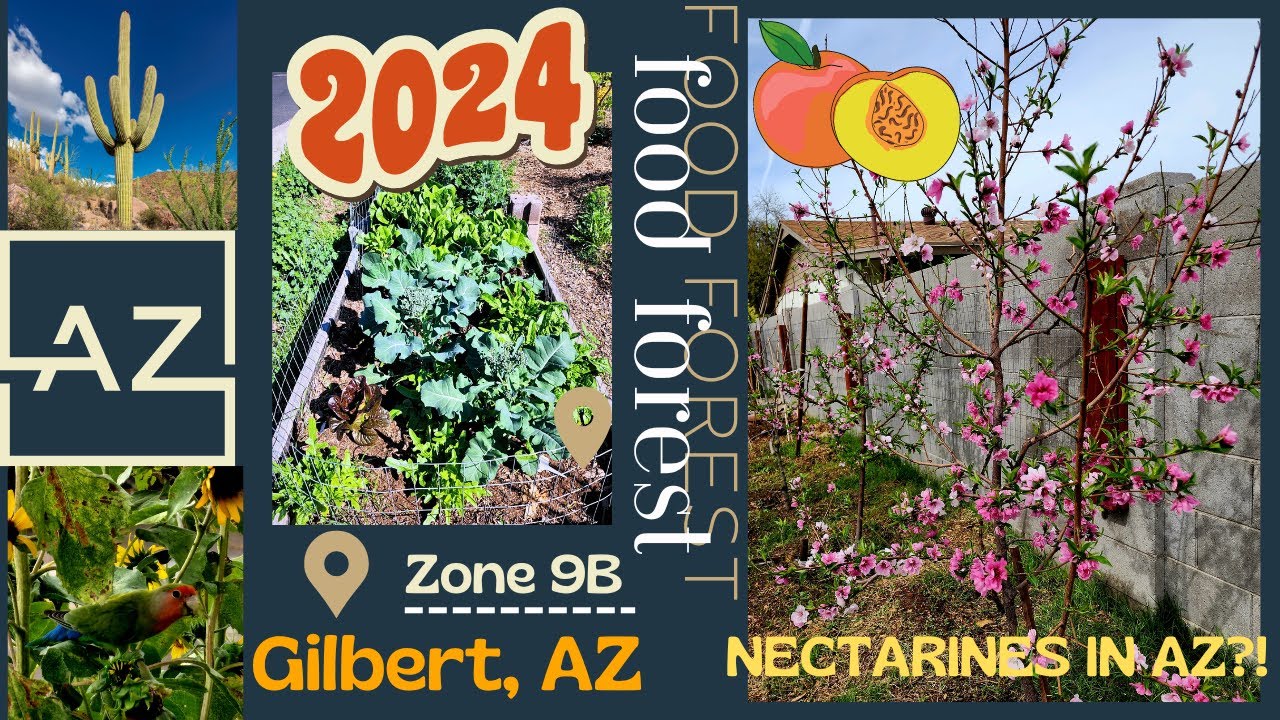 Gilbert AZ Food Forest:  High Density Permaculture Fruit Tree Orchard and Gardens, Spring 2024 Tour!