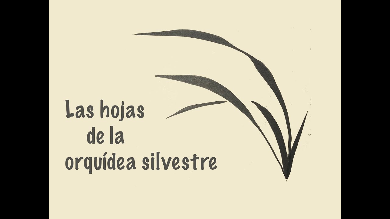 Sumi e - Orquídea silvestre 1ª parte - la hoja