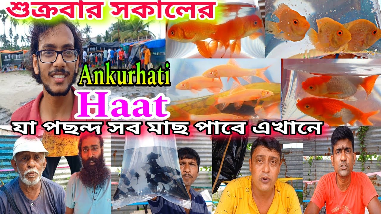 অঙ্কুরহাটি রঙিন মাছের হাট | Aquarium Fish Price | Ankurhati Fish Pet Market Howrah | Aquarium Fish