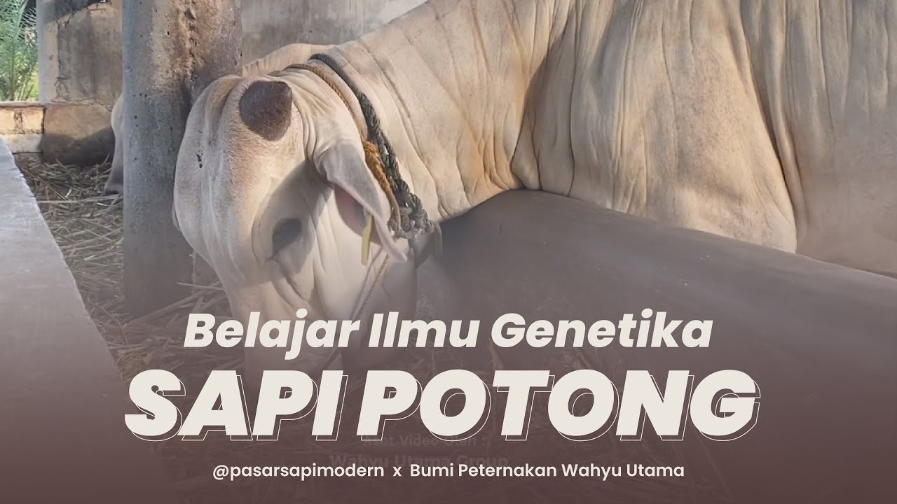 Belajar Ilmu Genetika Sapi Potong