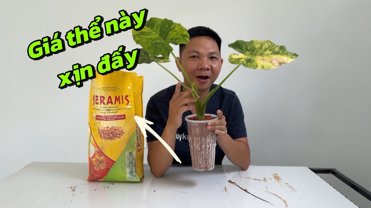 Seramis - Loại giá thể trồng kiểng lá Alocasia khiến Huy ngạc nhiên vô cùng