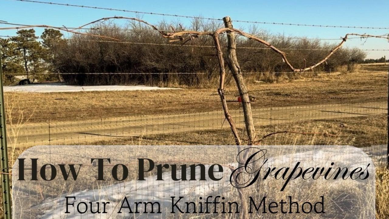 How To Care For Grape Vines - Pruning Tutorial