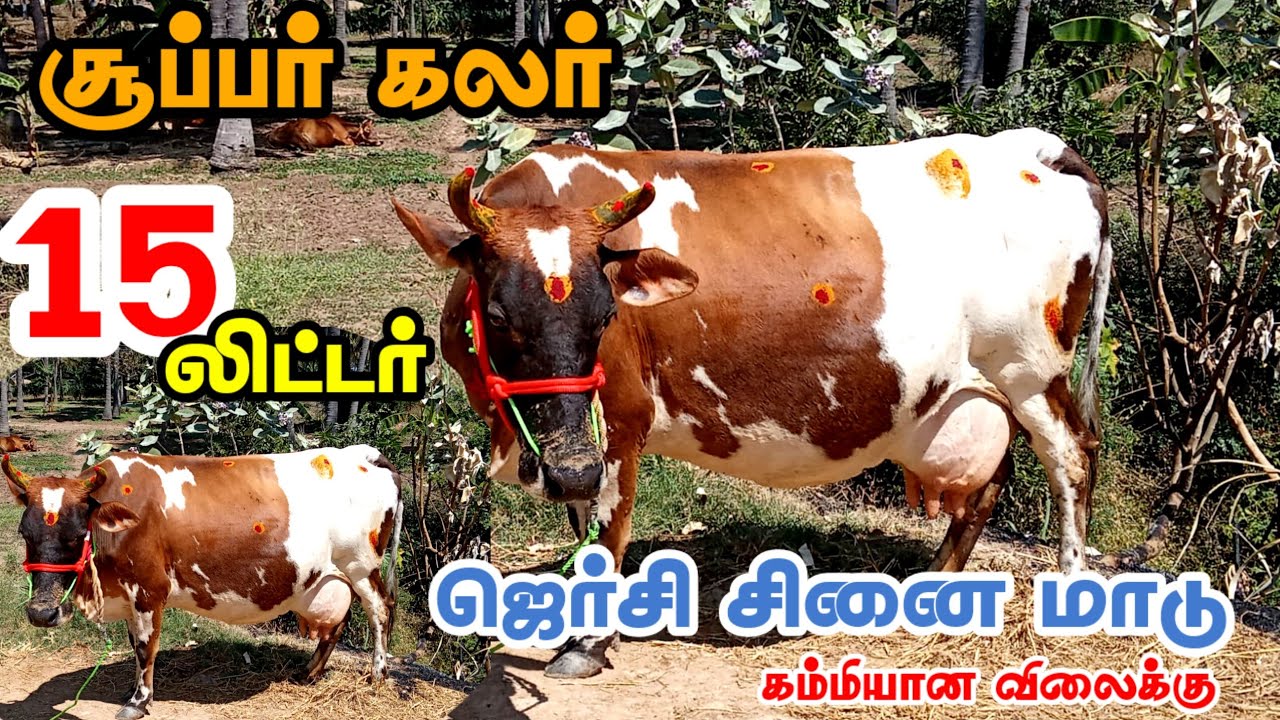 15லிட்டர் கறவை திறன் கொண்ட செவலை மற கலரில் ஜெர்சி சினை மாடு விற்பனைக்கு வந்துள்ளது #Jersey #cattle 
