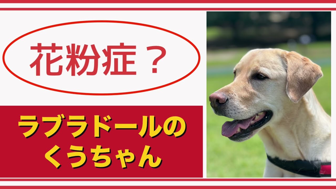 【#ラブラドール  】花粉症？【#labradorretriever    】