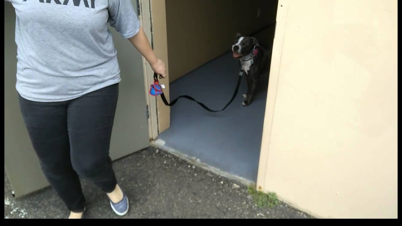 A Pit Bull Learns To Wait At The Front Door - Reno Dog Training - Katz Trains Dogs