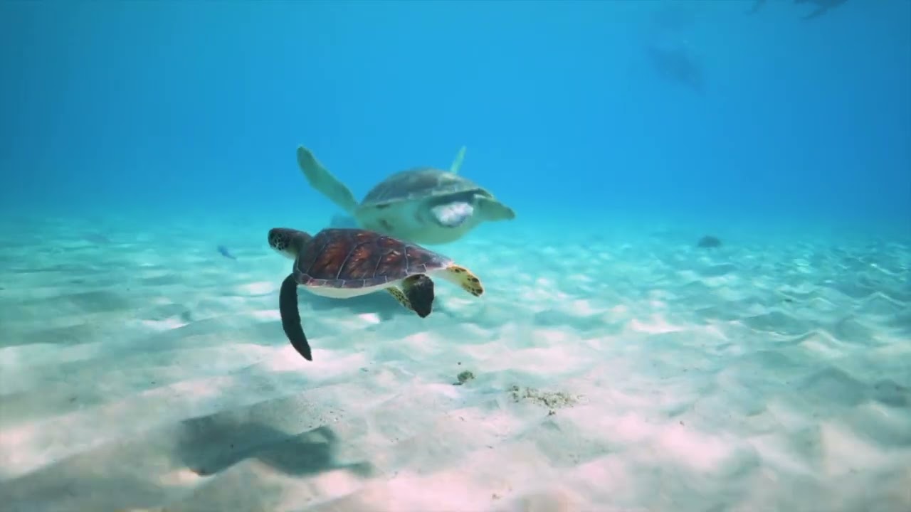 Mikumba Marine Life