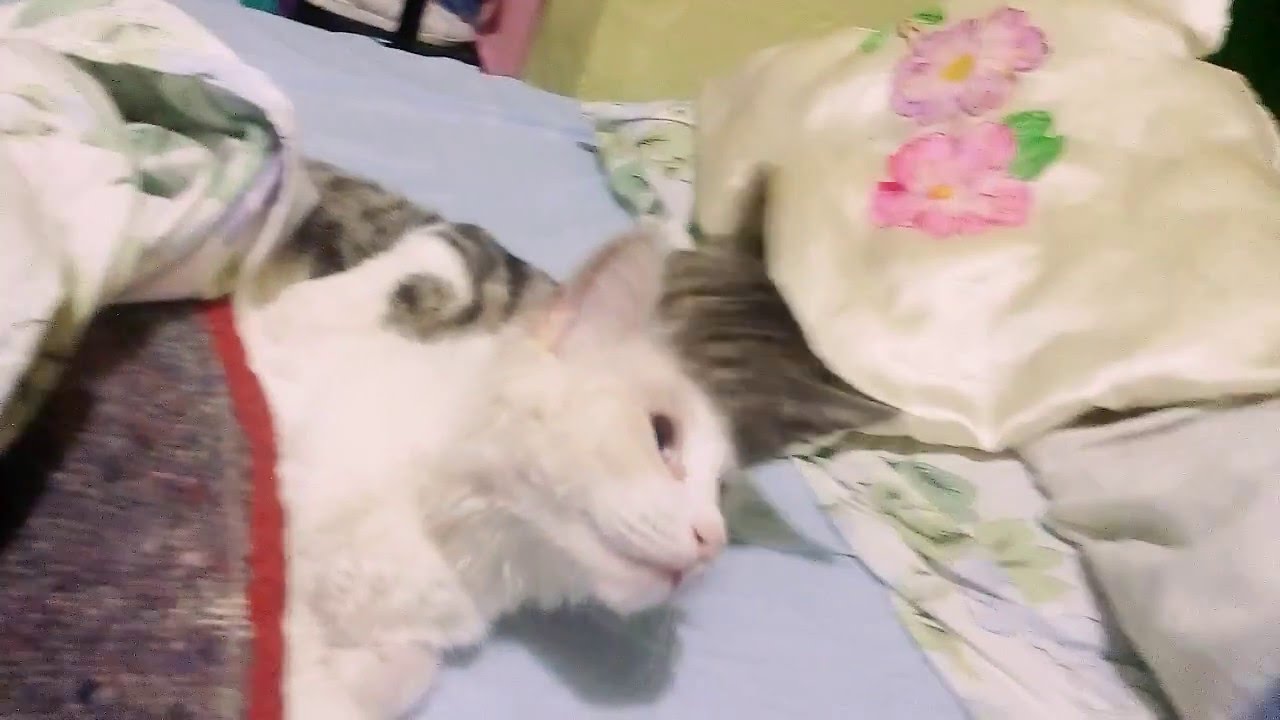 Luna y Cathia s&uacute;per tiernas🐱