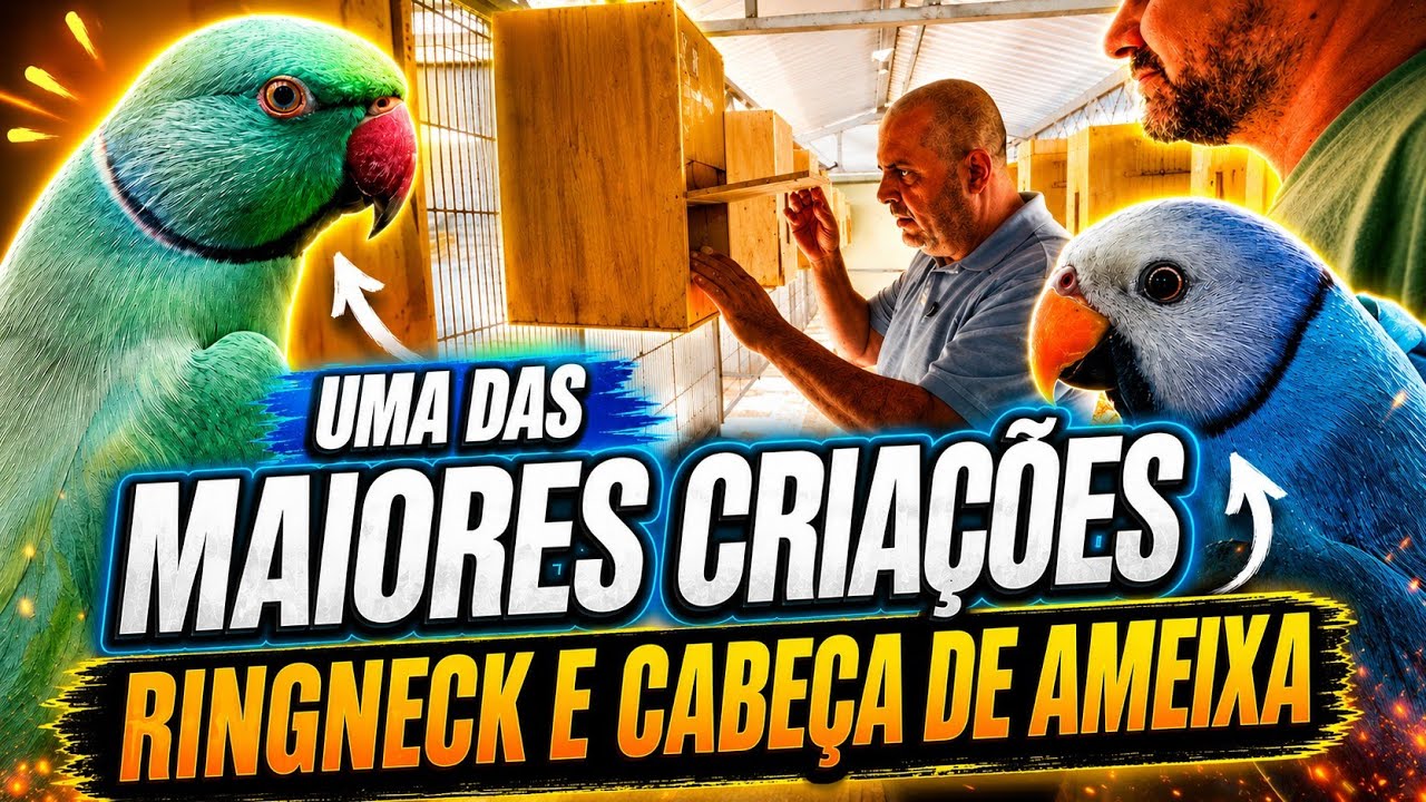 A MAIOR CRIAÇÃO DE RINGNECKS E CABEÇA DE AMEIXA DO BRASIL! 🇧🇷