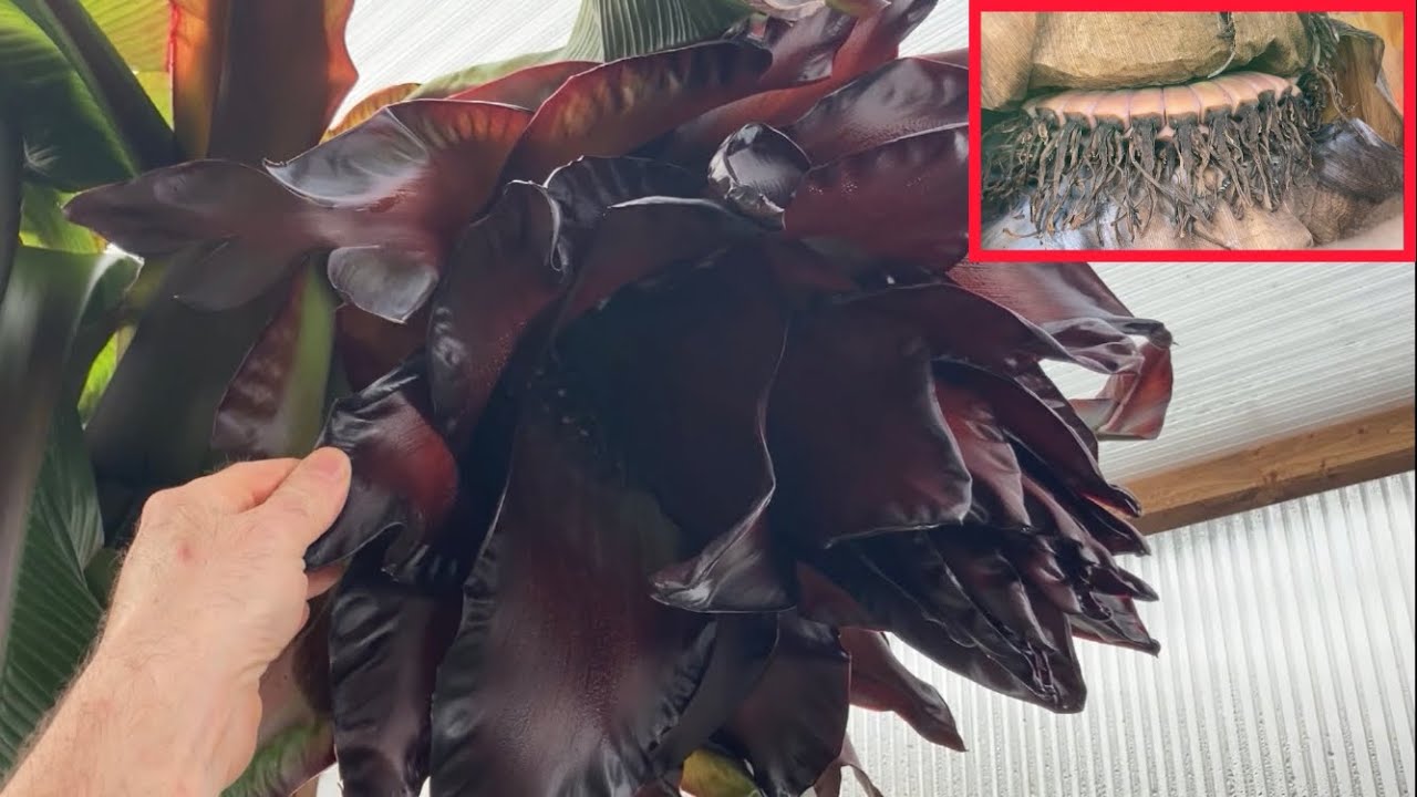 Banan ensete ventricosum maurelli zakwitł .