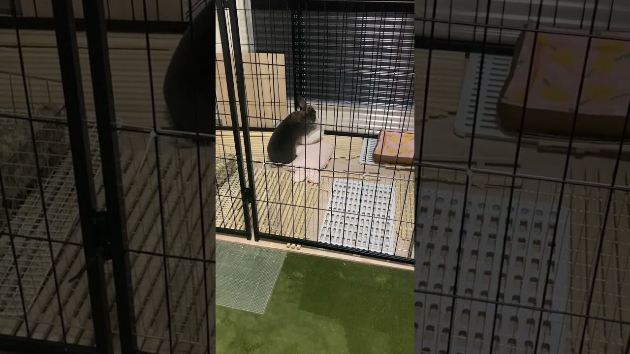 Netherland Dwarf rabbitのまるちゃん