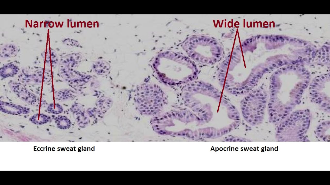 Eccrine sweat gland vs apocrine sweat gland