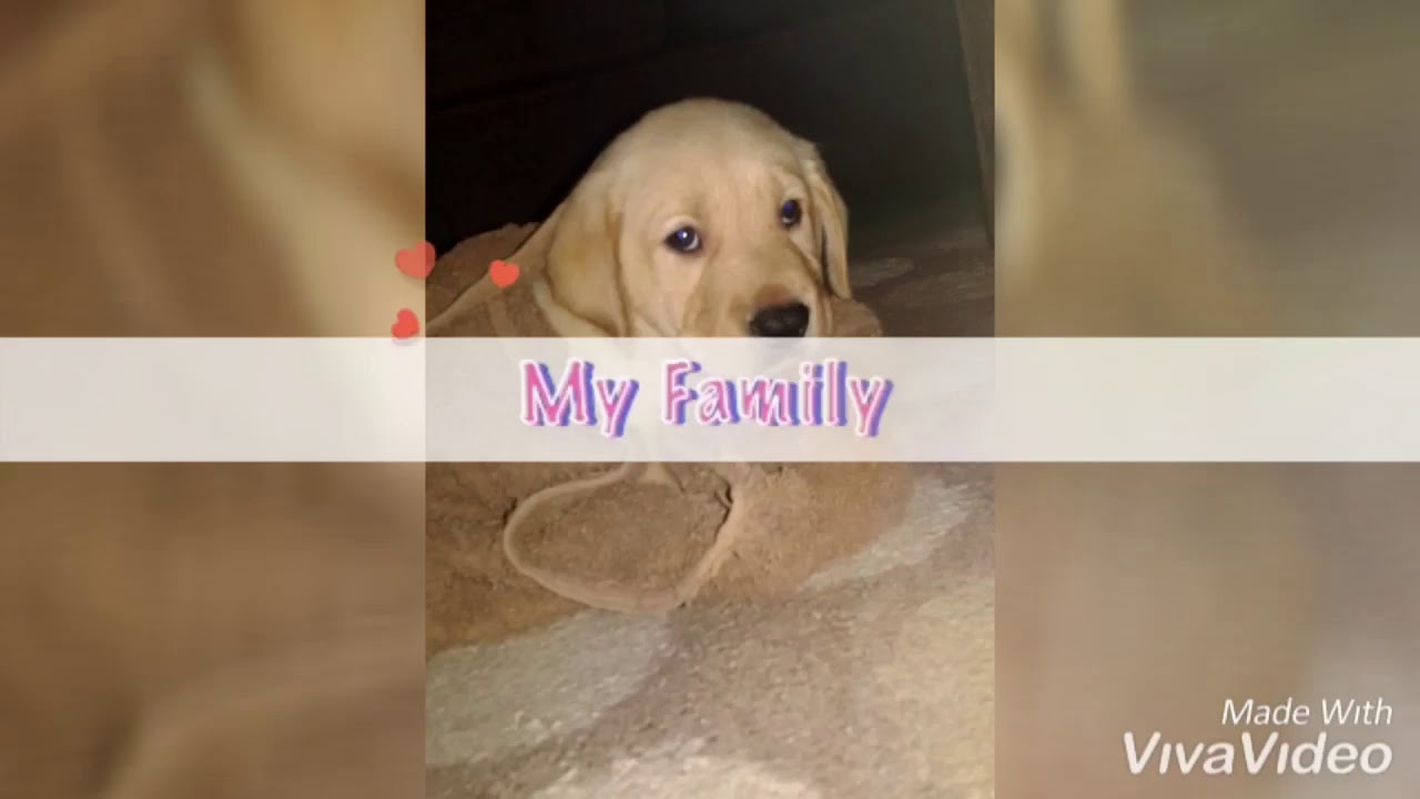 Labrador puppy.. kenzo my baby