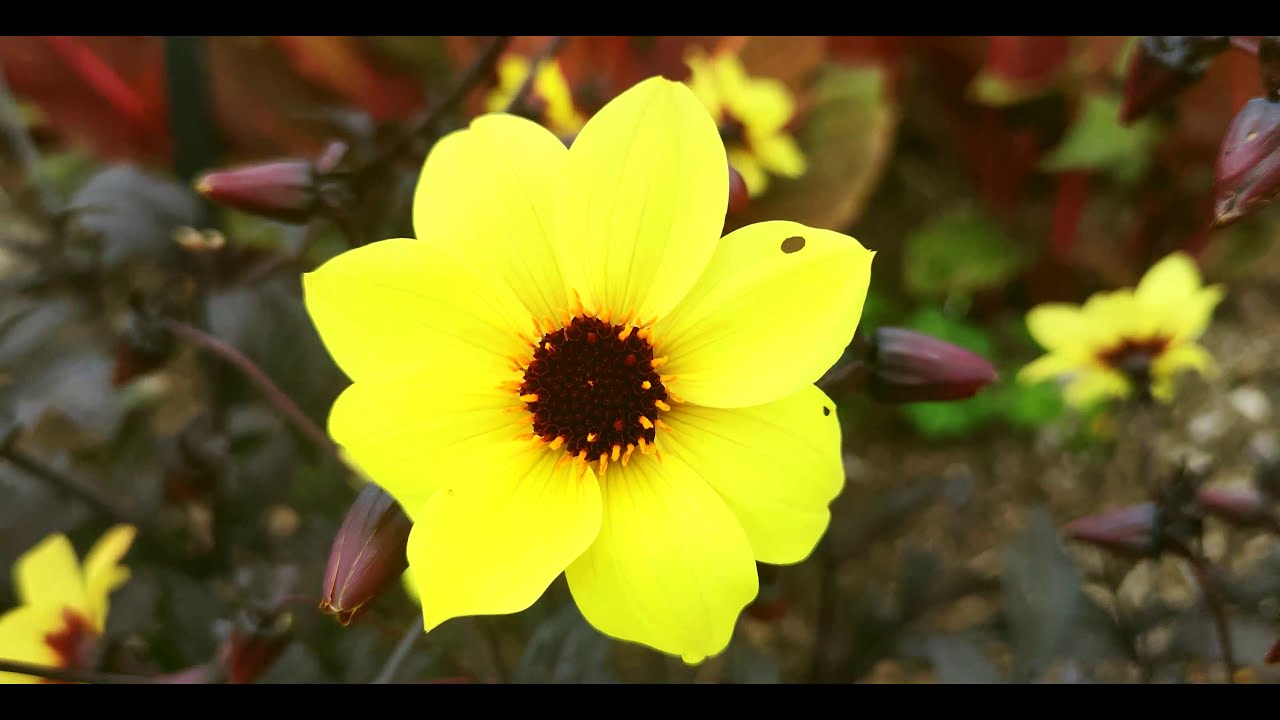 Nature