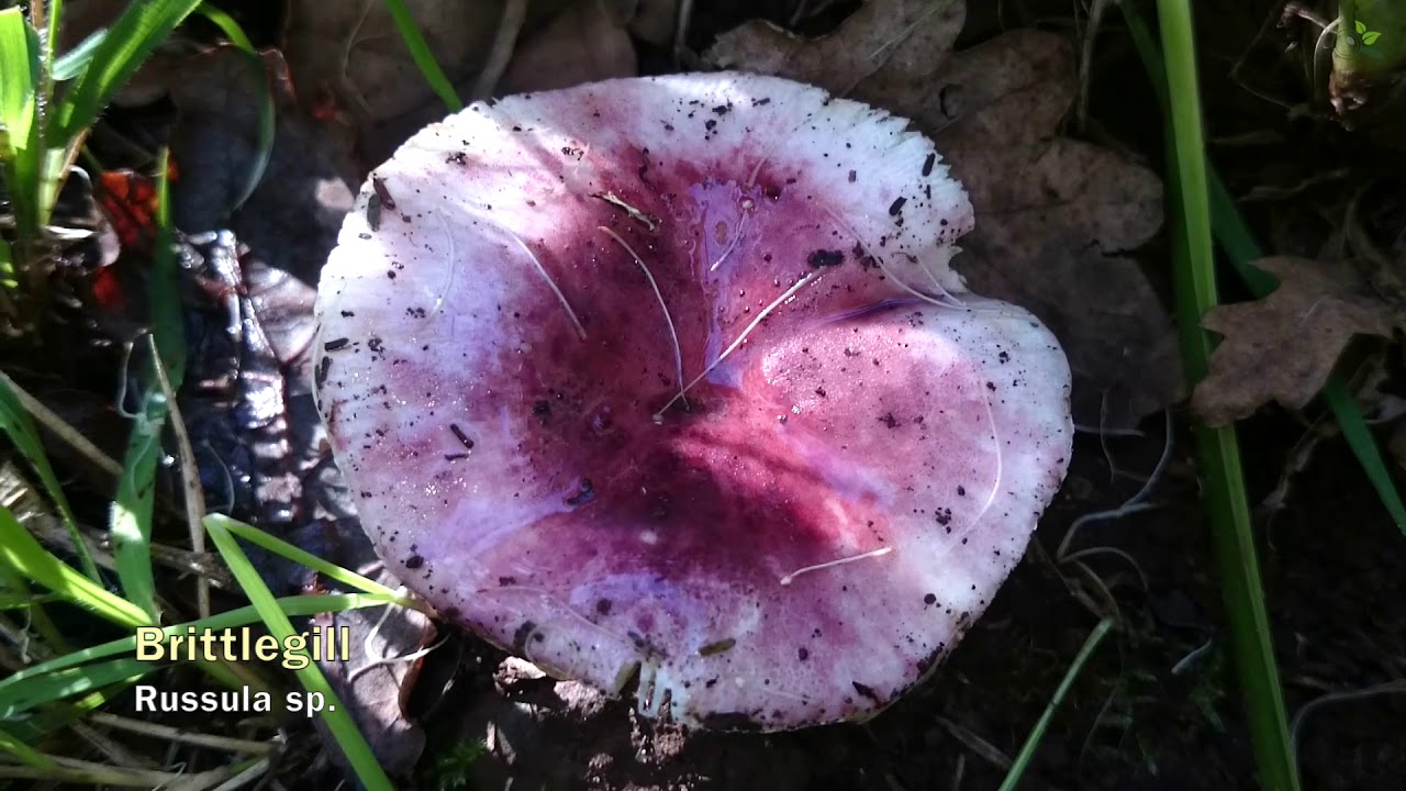 Identification of Wild Mushrooms