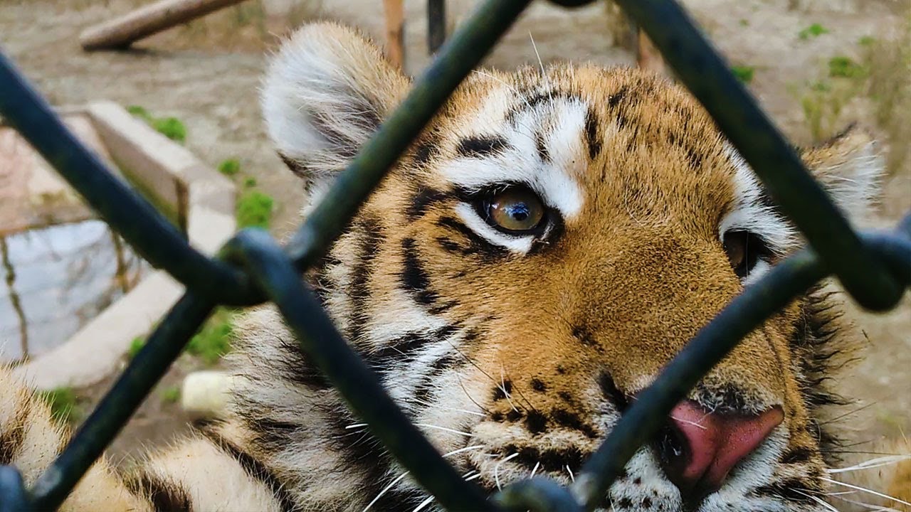 アムールトラ なかよし４つ子の たわむれタイム