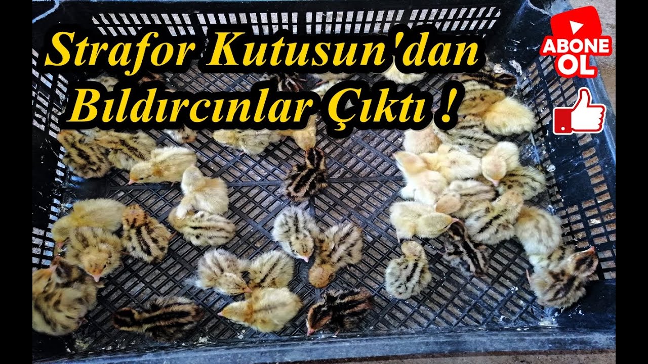Strafor Kutudan Kuluçka Makinesinin Bıldırcın Çıkımı!