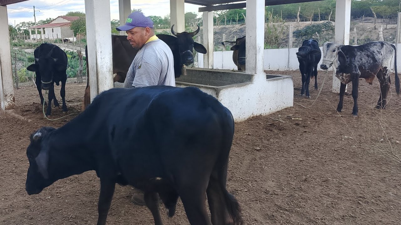 SERÁ QUE DÁ LUCRO CRIAR VACA DE LEITE DE 25 L comprando TUDO? E TERMINAMOS A @