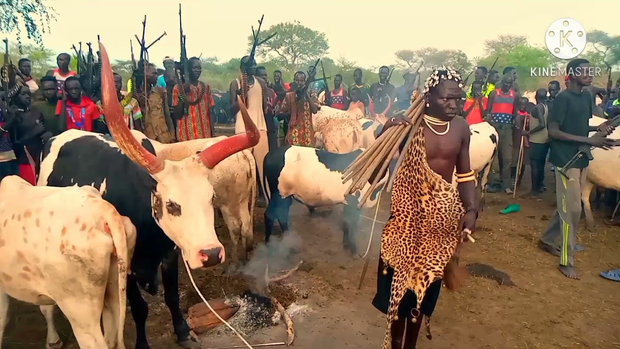Makuach Tut inside his cattles