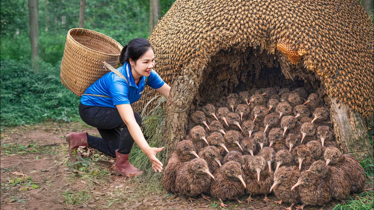 Harvesting Giant Beehive Quail & Go to Market Sell | Bird's Nest made inside a rotten tree trunk