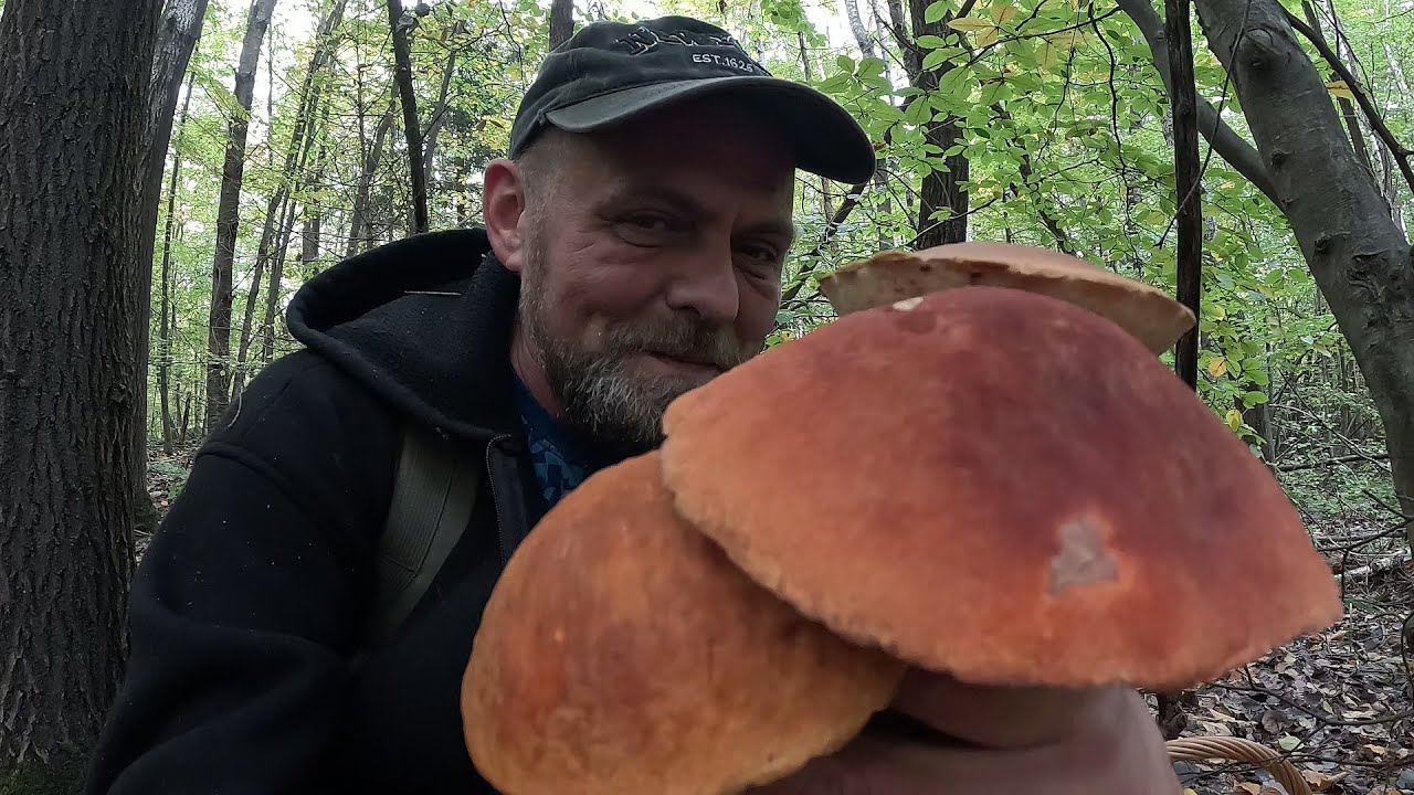 ГРИБИ НЕ ДАЮТЬ ПРОХОДУ! Грибникам НЕ вистачає КОШИКІВ! Мега ЗБІР Грибів!