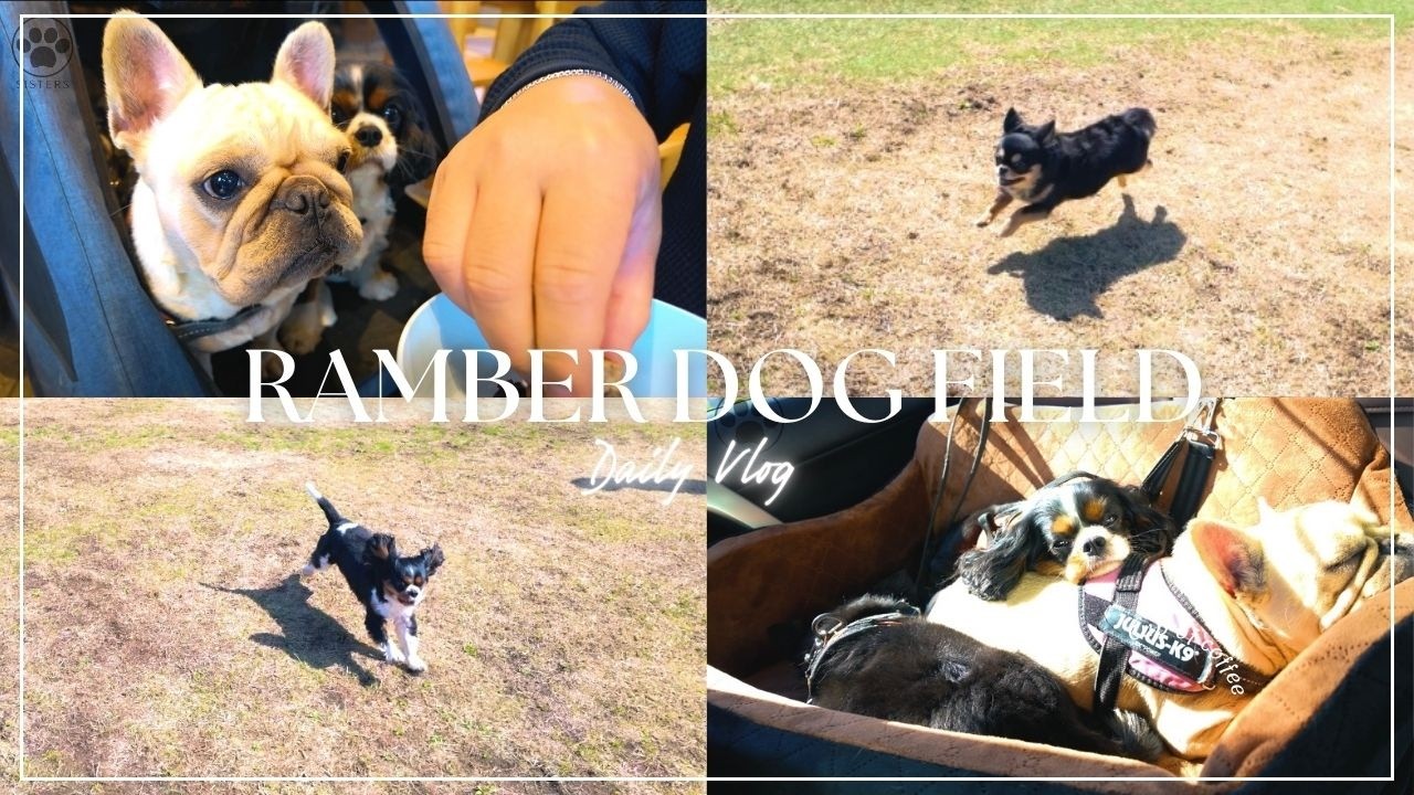【RAMBER DOG FIELD】久しぶりのドッグランに大興奮する愛犬たち