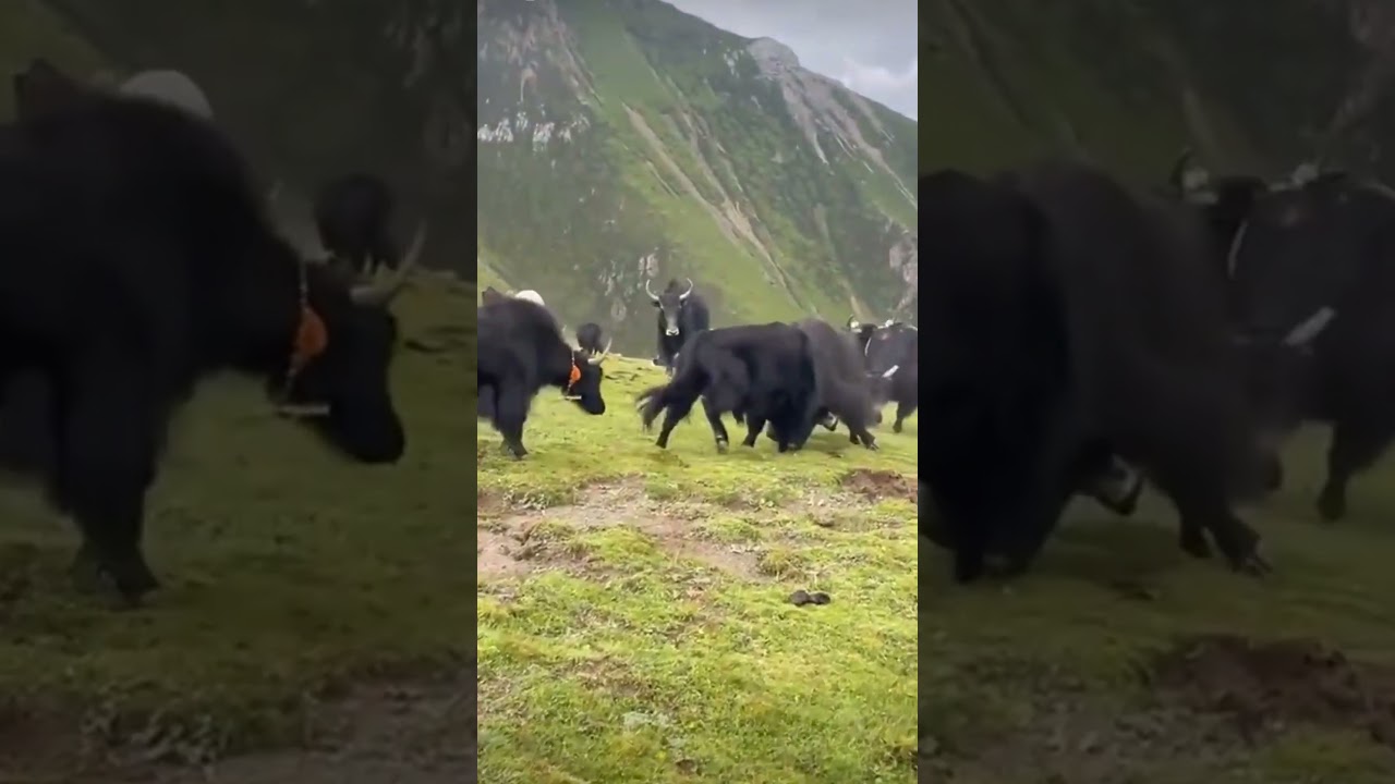 Wild Bull fighting 