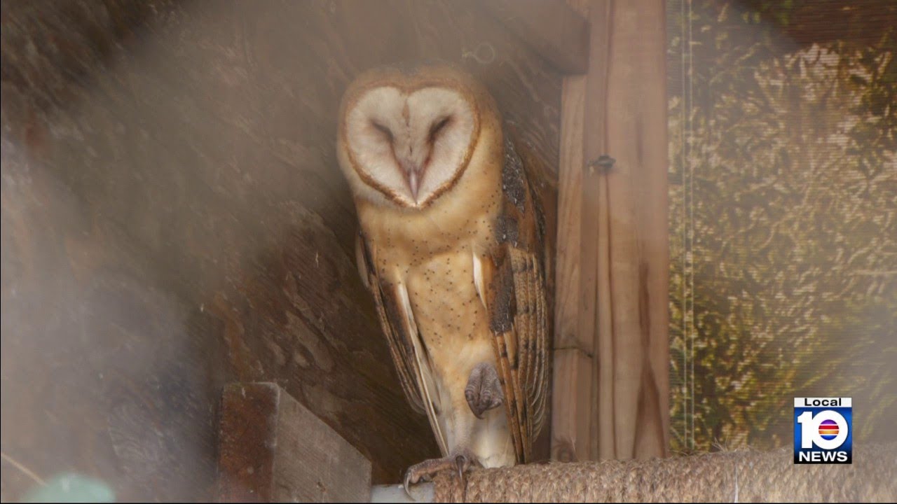 Owl found with head stuck in tree rescued by Coral Gables firefighter