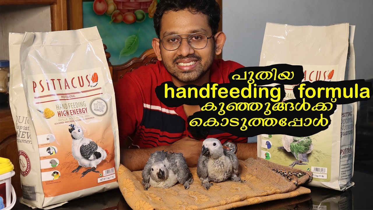 Psittacus handfeeding formula Review || ഇപ്പൊ ഇണക്കുന്ന തത്ത കുഞ്ഞുങ്ങളെയും കാണാം