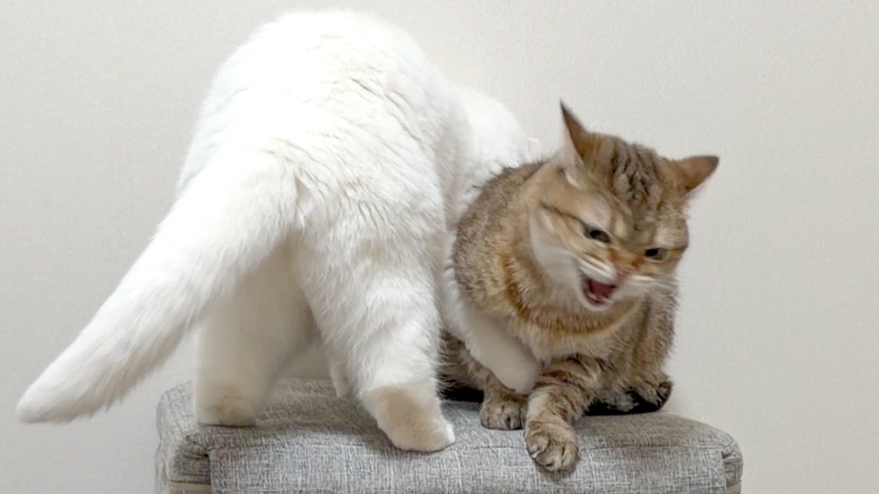 寝床争奪戦でブチギレて「シャー！」しちゃう猫